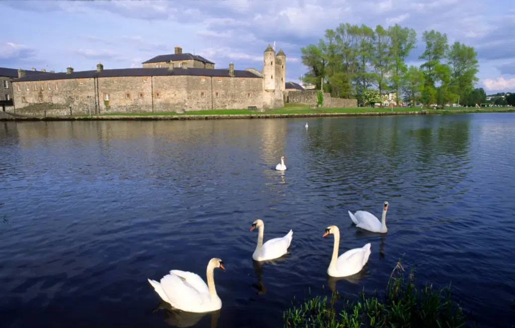 Swans in Lough Erne with Enniskillen Castle in the background