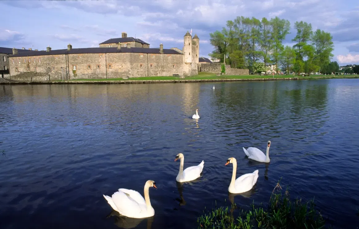 Swans in Lough Erne with Enniskillen Castle in the background