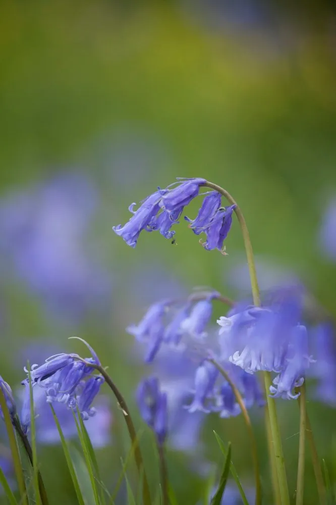 Close-up of a purple flower in bloom with a soft green natural background.