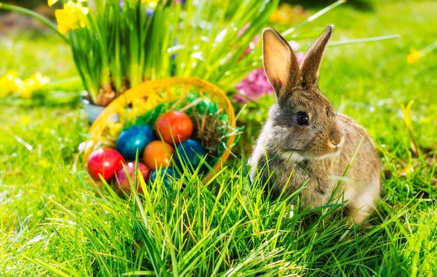 Easter dining at The Westville Hotel, Enniskillen