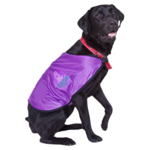 Registered Guide Dog - Welcome at The Westville Hotel