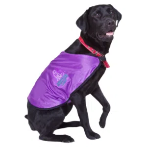 Registered Guide Dog - Welcome at The Westville Hotel
