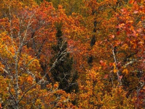 Autumn Weekend Breaks in Fermanagh - autumn in fermanagh - autumn dining and stay Enniskillen